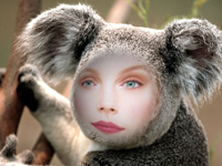 koala photo frame