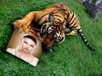 tiger photo frame